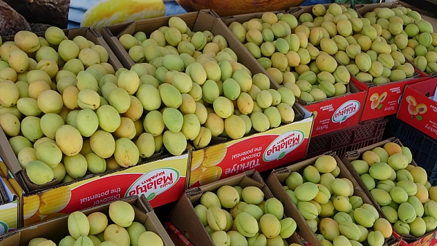 Malatya kayısısı tezgâhta yerini aldı! Fiyatı ikiye katlandı