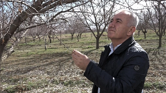 Malatya Kayısısında Rekolte Tahmini Belli Oldu: 100 Bin Ton Zor Görünüyor