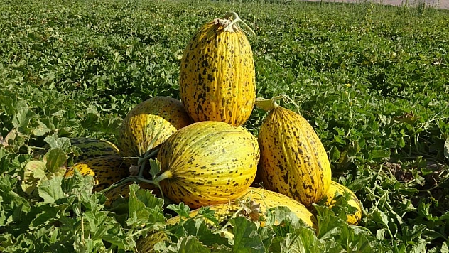 Malatya'nın Çukurovası'nda kavun mesaisi: 1.500 dönümlük alanda 200 ton rekolte bekleniyor