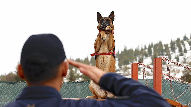 Malatya'nın kahraman köpeği Sima! Afetlerde görev başında