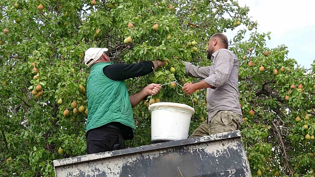 1800 rakımda yetişen tescilli 'Akçadağ Armudu' tezgahlarda!