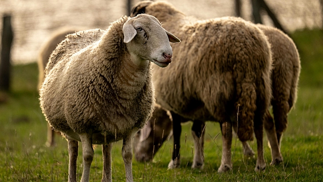 Malatya'daki üreticiler için son çağrı: Başvuruları bugün sona eriyor!