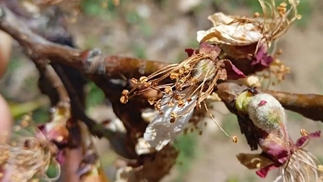 Meteoroloji'den sert uyarı: Malatya'da zirai don bekleniyor!