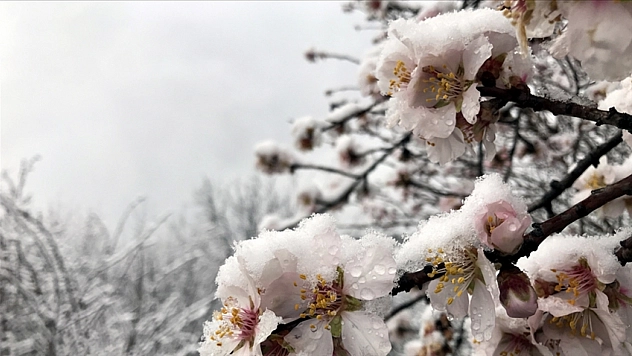 Meteorolojiden uyarı! Ağaçlarda çiçek kalmayacak