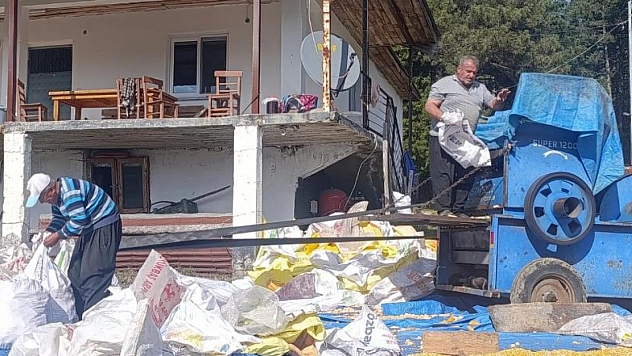 Mısır hasadı tamamlandı: Brandalarda kurutma mesaisi başladı