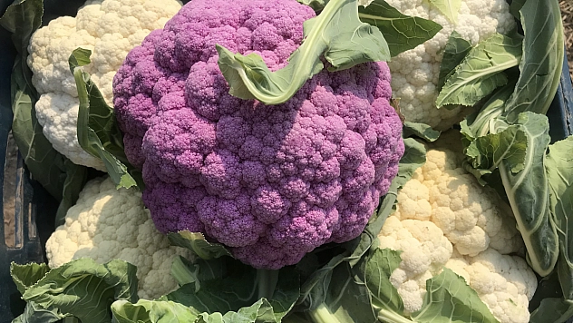 Mor karnabahar ilgi odağı oldu