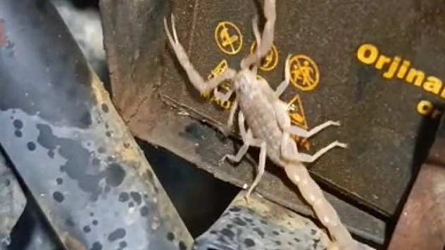 Malatya'da motosikletin motorundan akrep çıktı