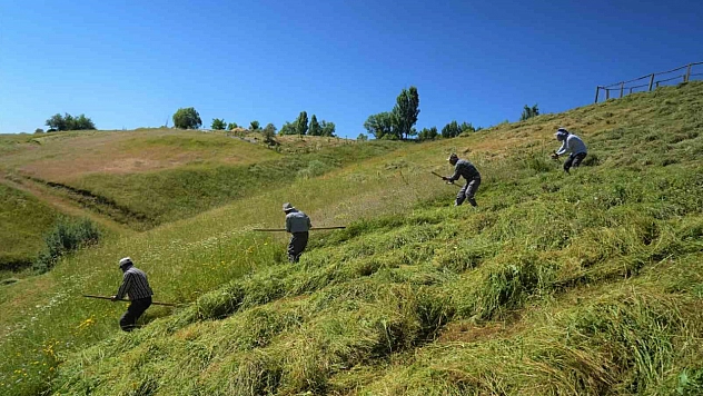 Muş'ta ot biçme sezonu başladı