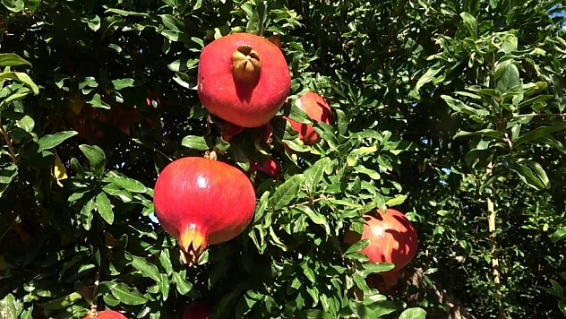 Nar hasadı başladı