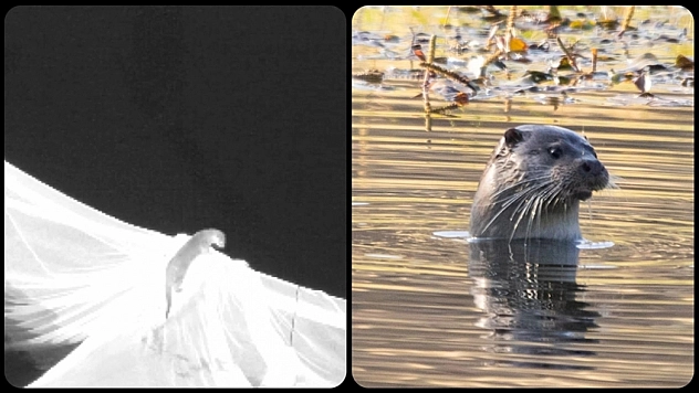 Nesli tehlike altındaydı… Elazığ'da görüntülendi