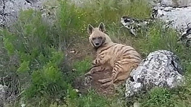 Nesli tükenmekte olan sırtlan görüldü