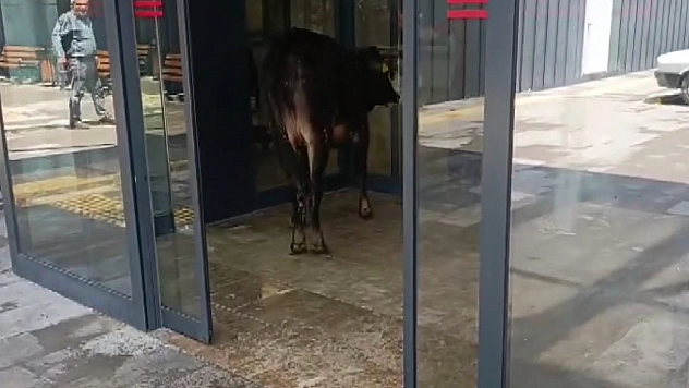 Kaçan kurbanlık dana soluğu acil serviste aldı