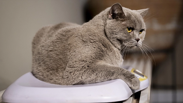 Obez kedi 'Şiraz' egzersiz ve diyetle 6 kilo verdi