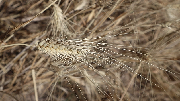 Öğrenciler ekti, tonlarca rekolte bekleniliyor!