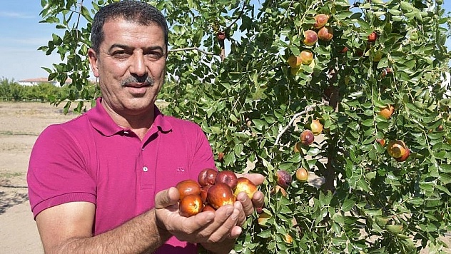 Ölümsüzlük meyvesi Malatya'ya uyum sağladı