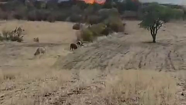 Otluk alanda yangın