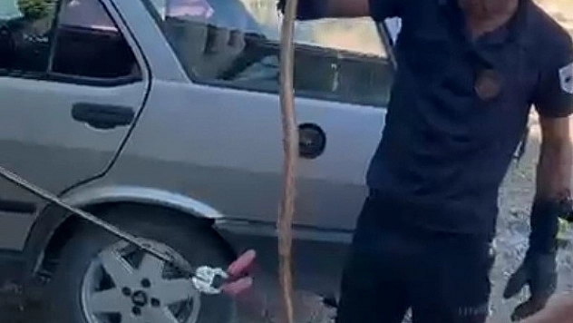Malatya'da yılan paniği! Son anda fark edildi
