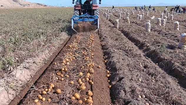 Patates hasadı başladı