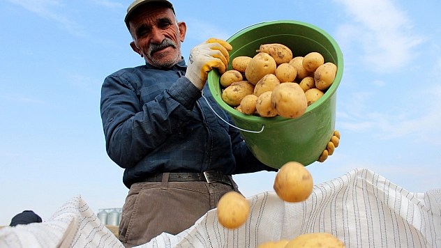 Patates rekora koşuyor