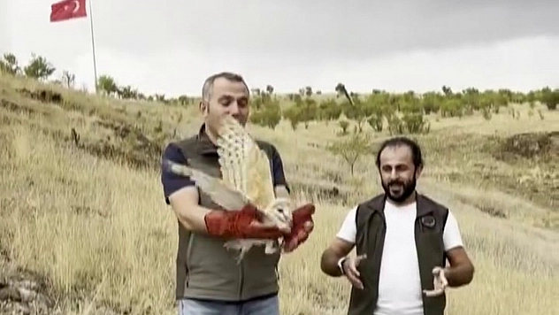 Peçeli baykuş doğaya salındı