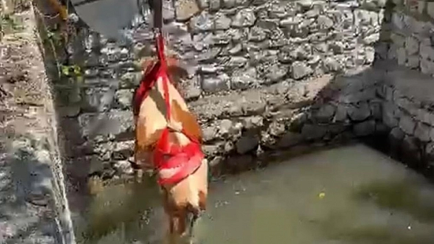 Sahipleri gözyaşlarına boğuldu! Malatya'da havuza düşen gebe inek için ekipler seferber oldu