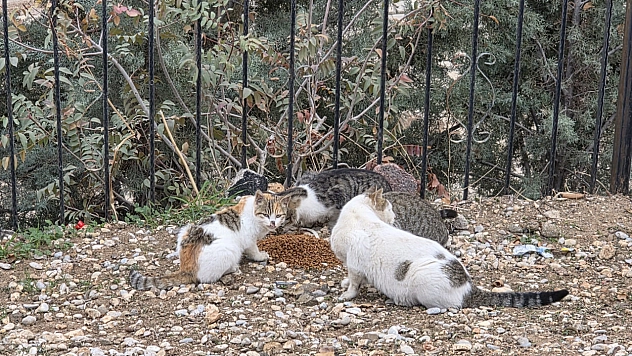 Sahipsiz kedilere mama bırakıldı