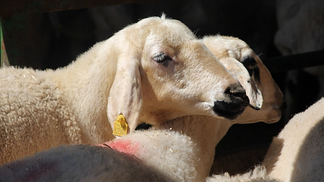 Sahte para ve çeklere dikkat! Yetiştiriciler bayram öncesi uyarıldı...!
