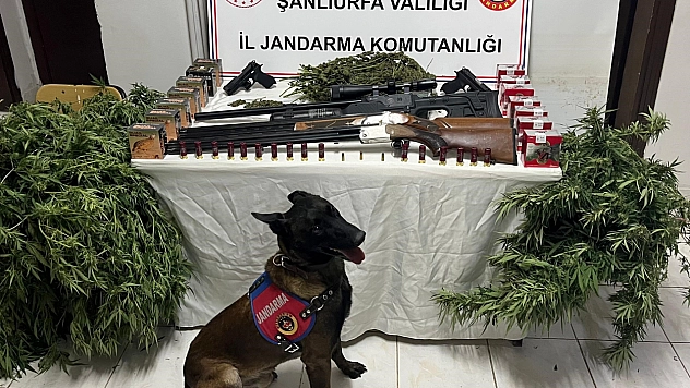 Şanlıurfa'da 1 kilo 508 gram kubar esrar ele geçirildi: 3 gözaltı