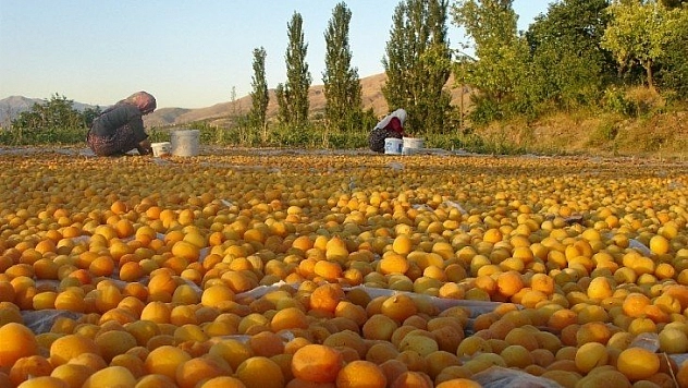 Sarı'nın kahve rengine yolculuğu