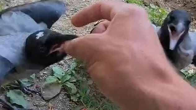 Şefkatle büyüttüğü kargalar onu kapıda karşılıyor