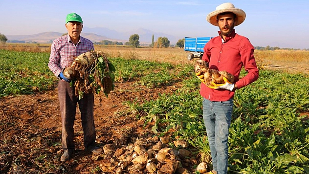 Şeker pancarı hasadı başladı