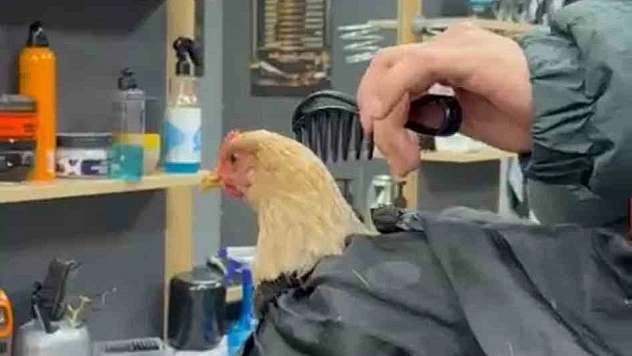 Tavuğu tıraş edip bayrama hazırladı