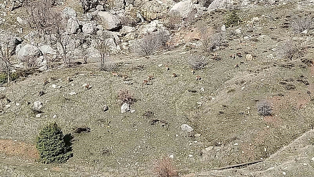 Nesli tükenme tehlikesi altında! Adıyaman'da sürüyle görüldü...