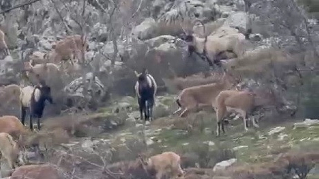 Sincik'te muhteşem görüntü