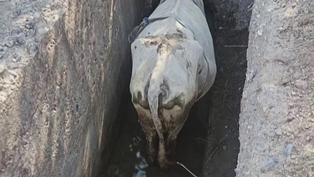 Sivas'ın Zara ilçesinde sulama kanalına düşen inek, 5 saatlik çalışmayla kurtarıldı