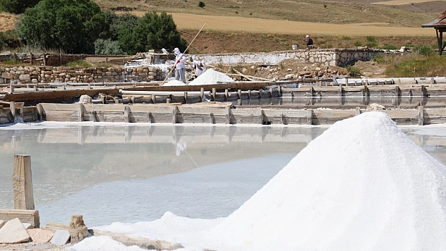 Sivas'ta beyaz altın hasadı