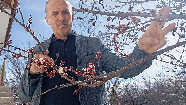 Soğuk havaya aldırmadı: Kayısı ağaçları çiçek açtı