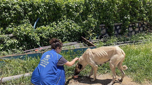 Sokak hayvanlarına mama desteği