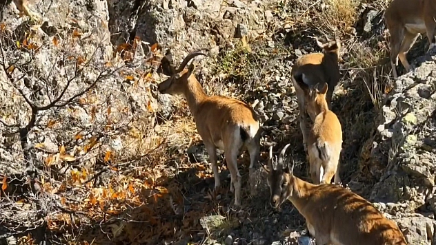 Sonbahar manzarası büyüledi…