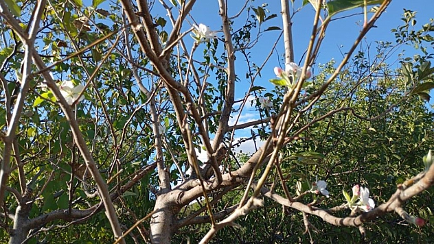 Sonbaharda elma ağacı çiçek açtı