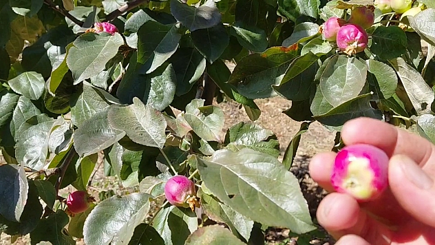 Sonbaharda meyve verdi