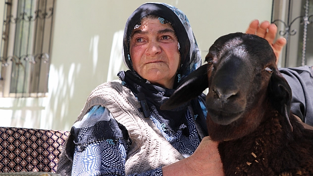 Sultan nine kaçan kurbanlık koçuna 20 gün sonra kavuştu