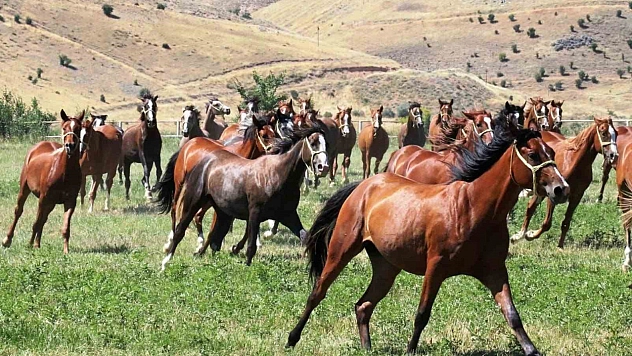 Malatya'da 15 safkan Arap tayı görücüye çıkıyor