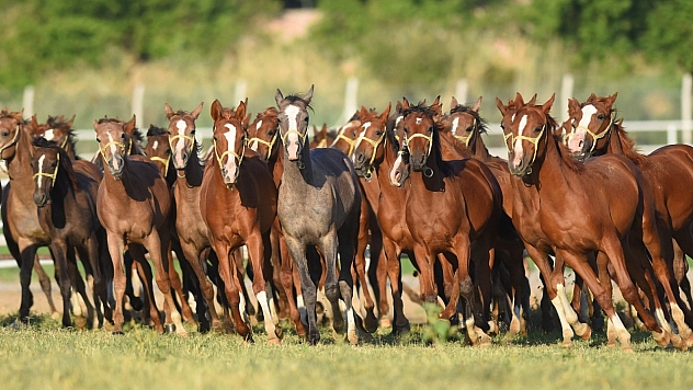 Sultansuyu'nun şampiyon tayları Veliefendi'de satışa çıkıyor
