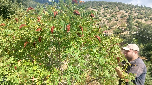 Sumak hasadı başladı