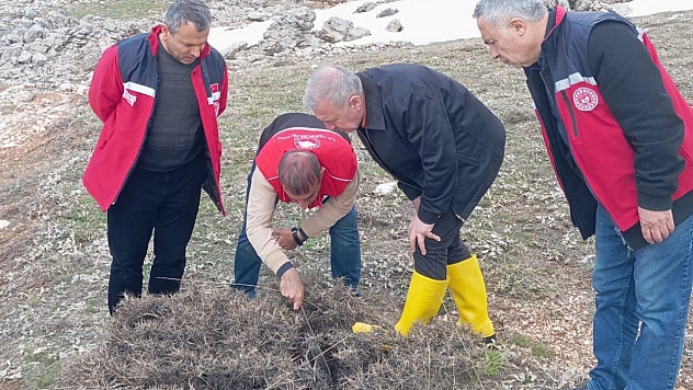 Süne mücadelesi için ilkbahar kışlak sürveyleri yapıldı