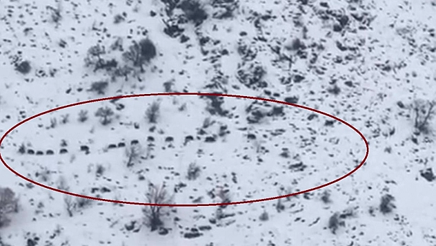 Sürü halinde gezen domuzlar görüntülendi