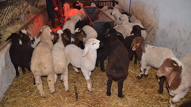 Sütçü koyunlar ilk kuzularını dünyaya getirdi