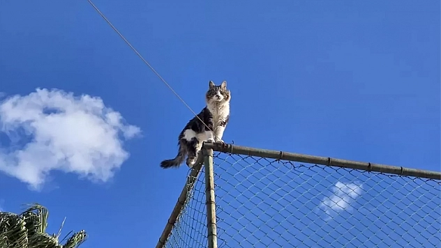 Tel örgülerde mahsur kalan kedi kurtarıldı