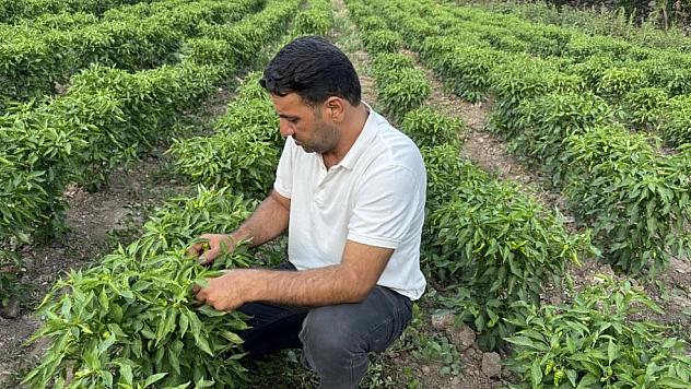 Tescilli Çermik biberinin hasadı devam ediyor